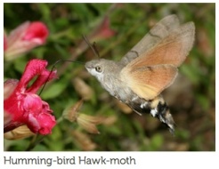 Hummingbird Hawk Moth